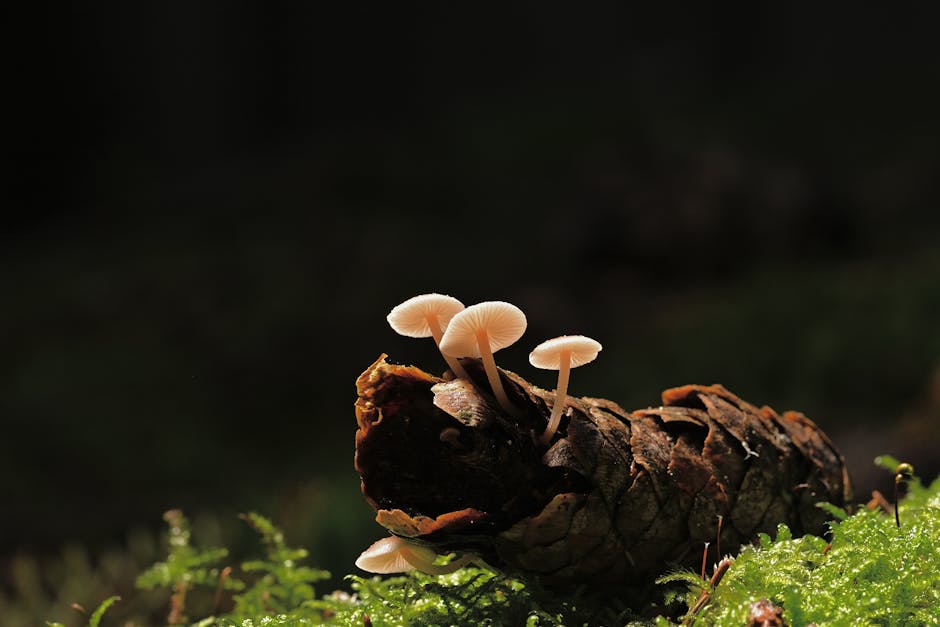 Pilze wachsen an einem morschen Baumstamm