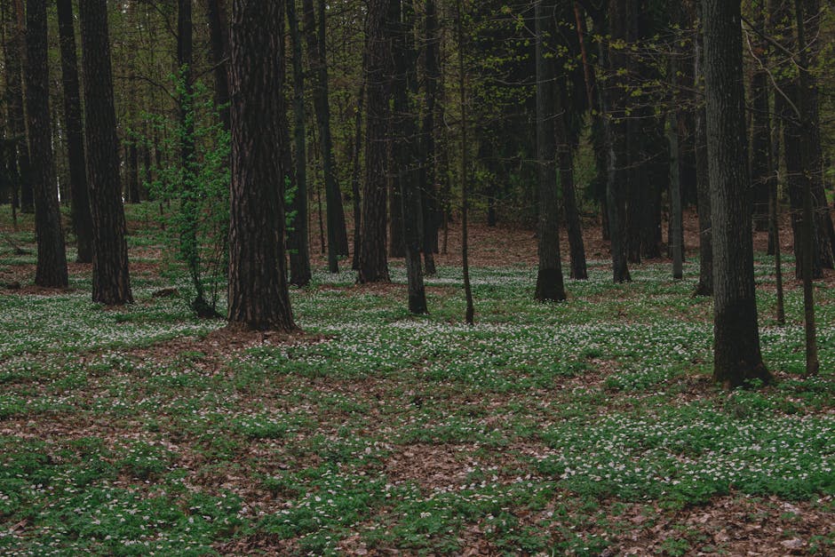 Tierspuren im feuchten Waldboden