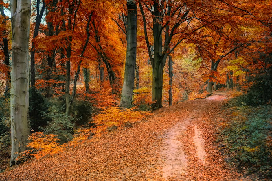 Herbstlicher Waldweg mit bunten Blättern