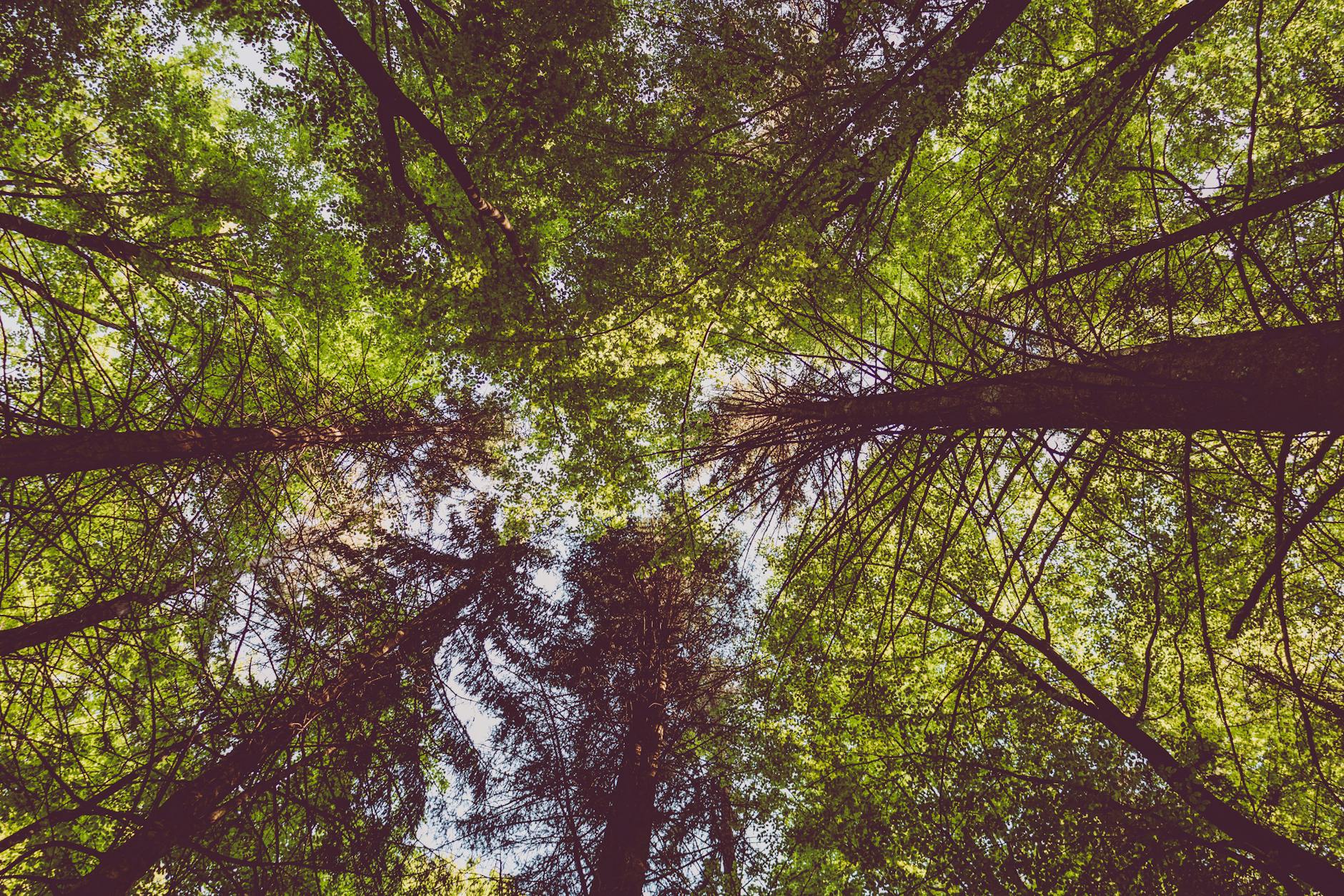 Morgenlicht fällt durch Baumkronen im Wald