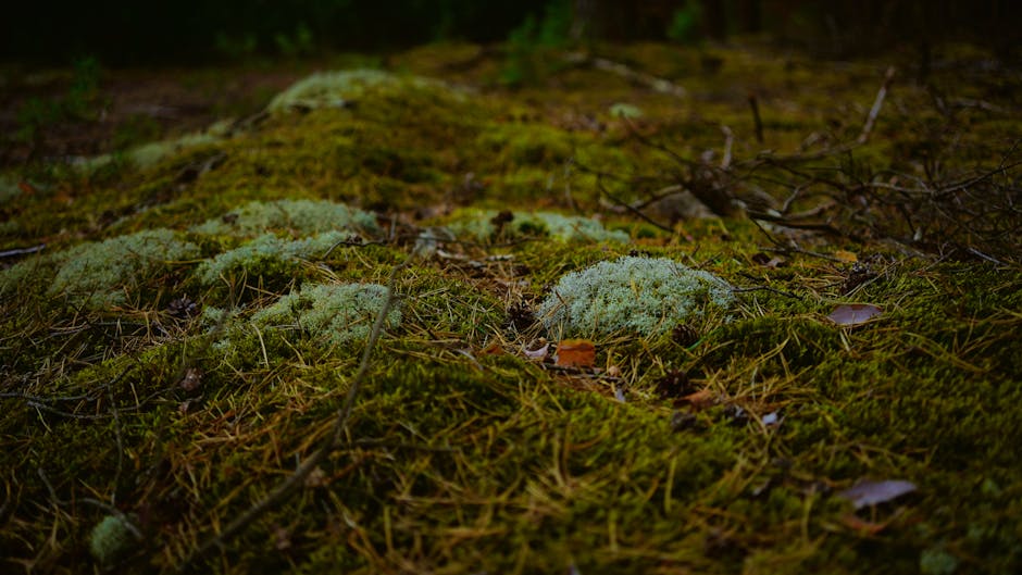 Pflanzenbestimmungsbuch liegt auf Waldboden
